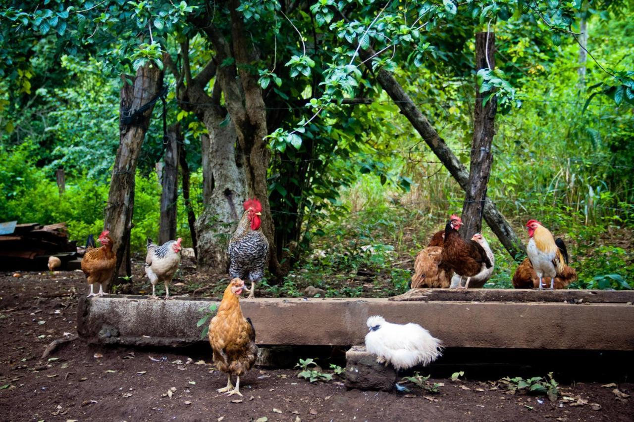 Quinta Mi Tata B&B Sardinal Buitenkant foto